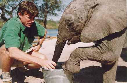 Tom Claytor with orphaned elephant - Caprivi Strip, Namibia
