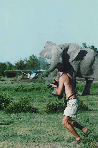 Angry Elephant - Savuti, Botswana